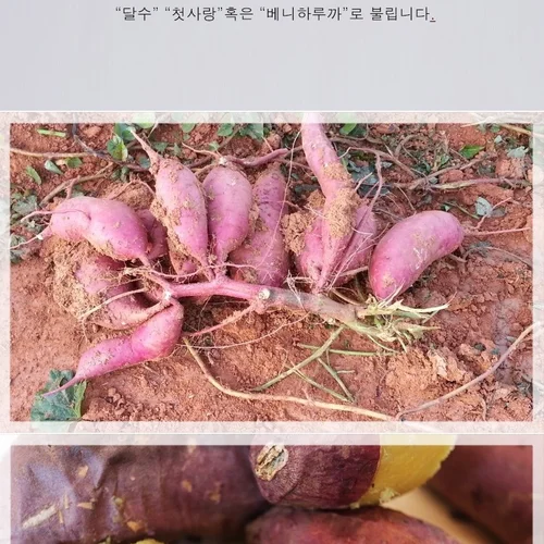고구마(유기농으로 20만평 고구마농사짓는 선배님의 진심이 담긴 진짜 맛있는)