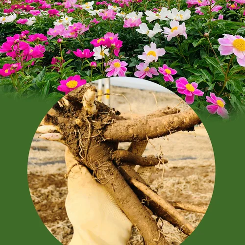 18가지 원물 그대로, 무설탕 옛날쌍화차 10봉+고명1봉