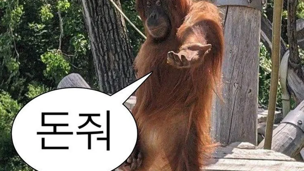 배고픈 예술가 팡대